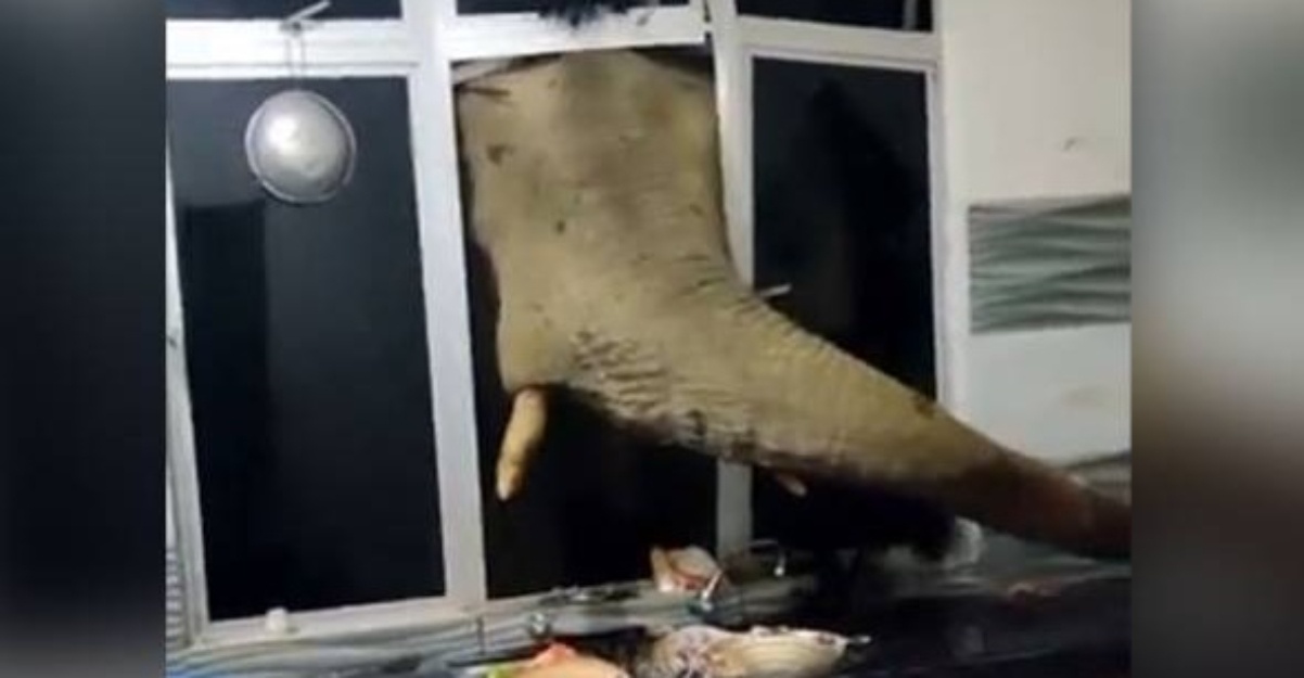 gajah pecah tingkap dapur