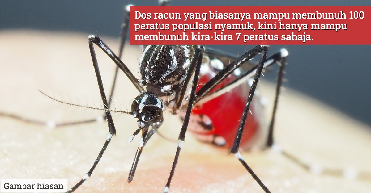 nyamuk kebal