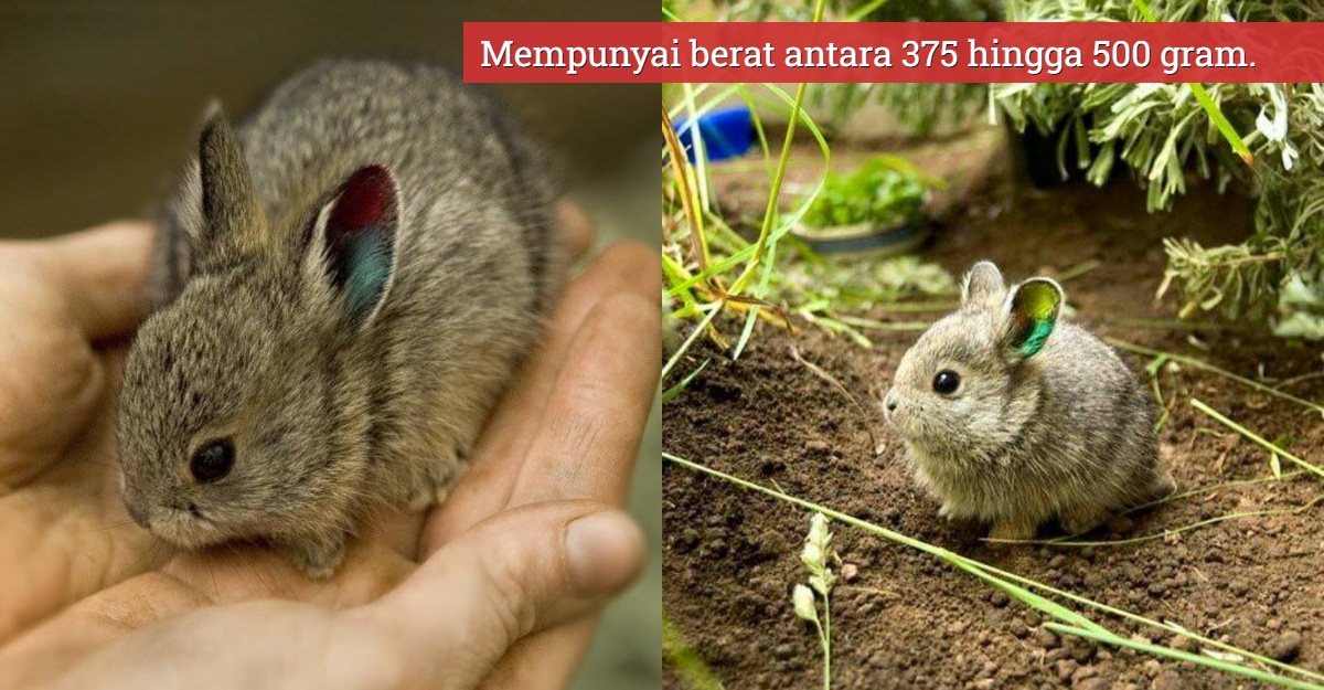 Arnab Terkecil di dunia