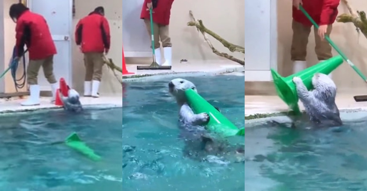 Telatah Comel Anjing Laut Bersihkan Kolam