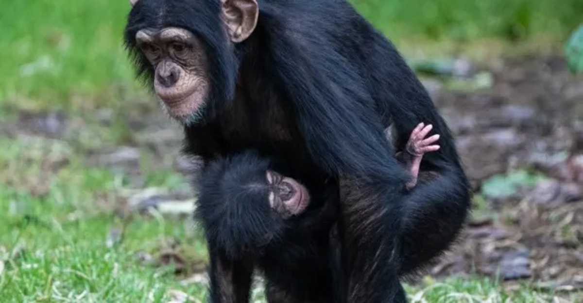 Cimpanzi Spesis Jarang Ditemui