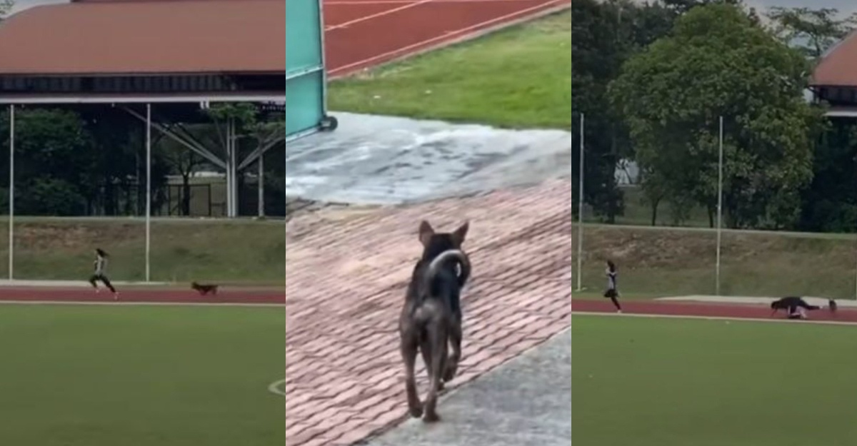Aksi Anjing Kejar Pelari