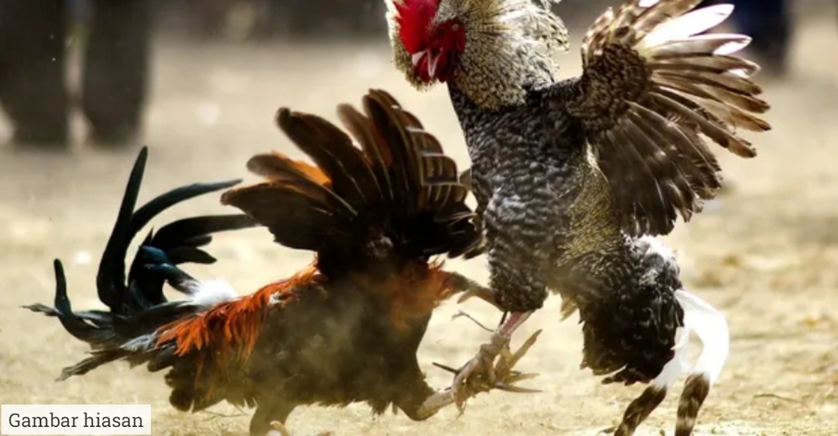 Tertusuk Pisau Diikat Pada Ayam sabung