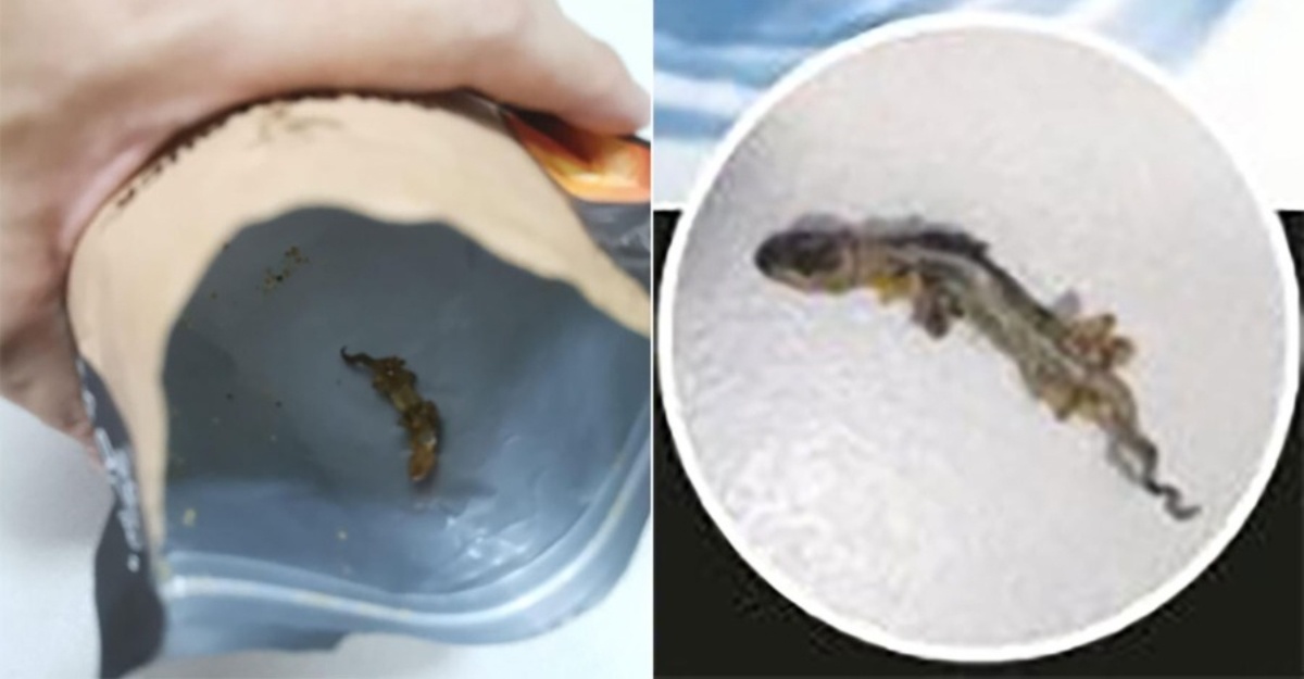 Bangkai 'Cicak Goreng' Dalam Snek Kulit Ikan Telur Masin
