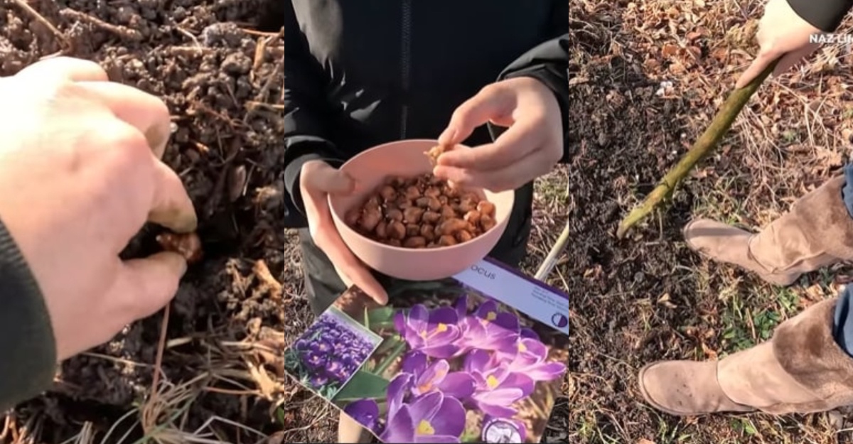 Saffron Paling Mahal Di Dunia
