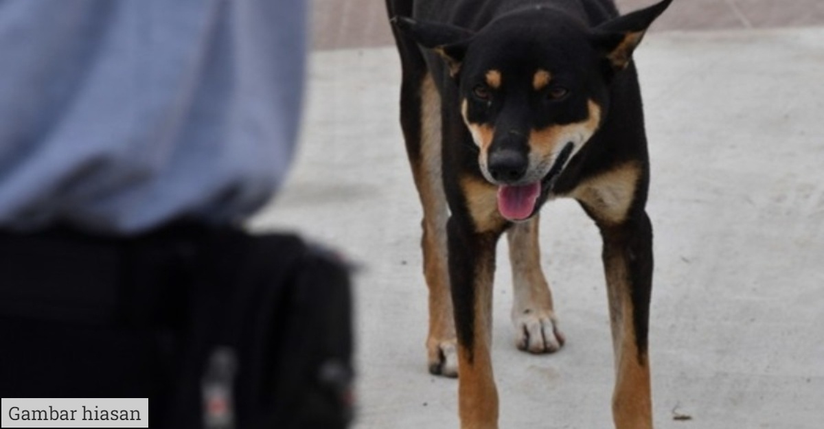 Anjing Peliharaan Tak Sengaja Terpijak Picu Senapang