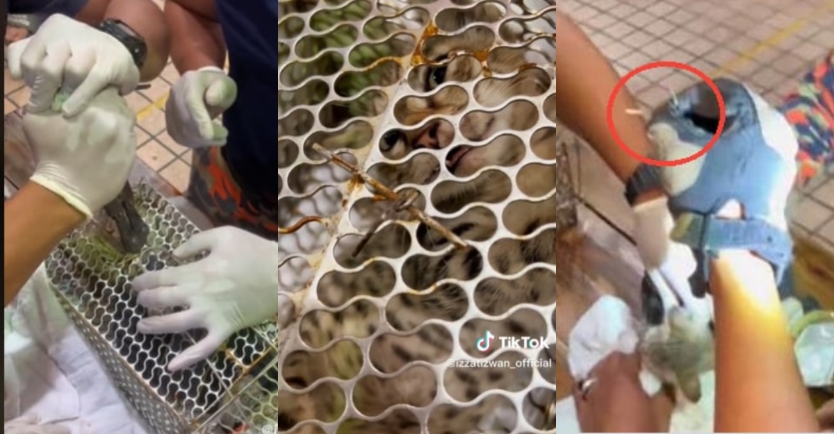 Anak Kucing Termakan Cangkuk Besi