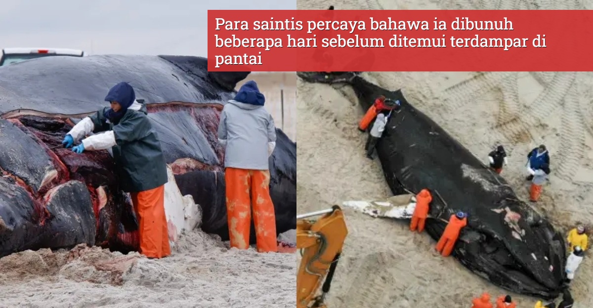 Ikan Paus Sepanjang 41 Kaki Terdampar
