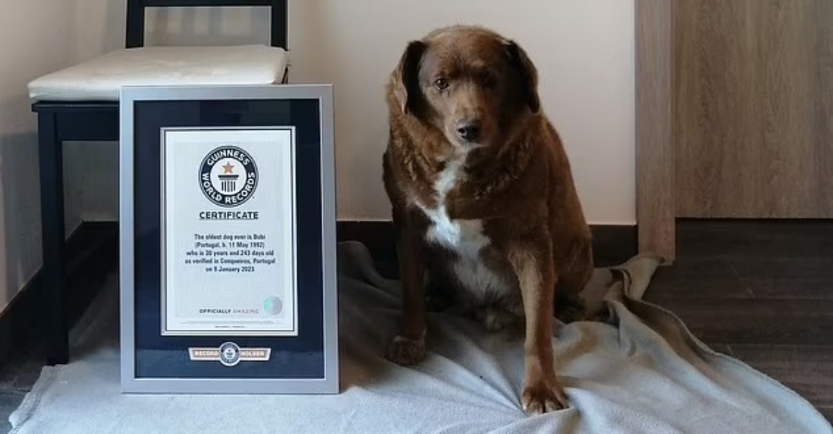 anjing tertua dunia