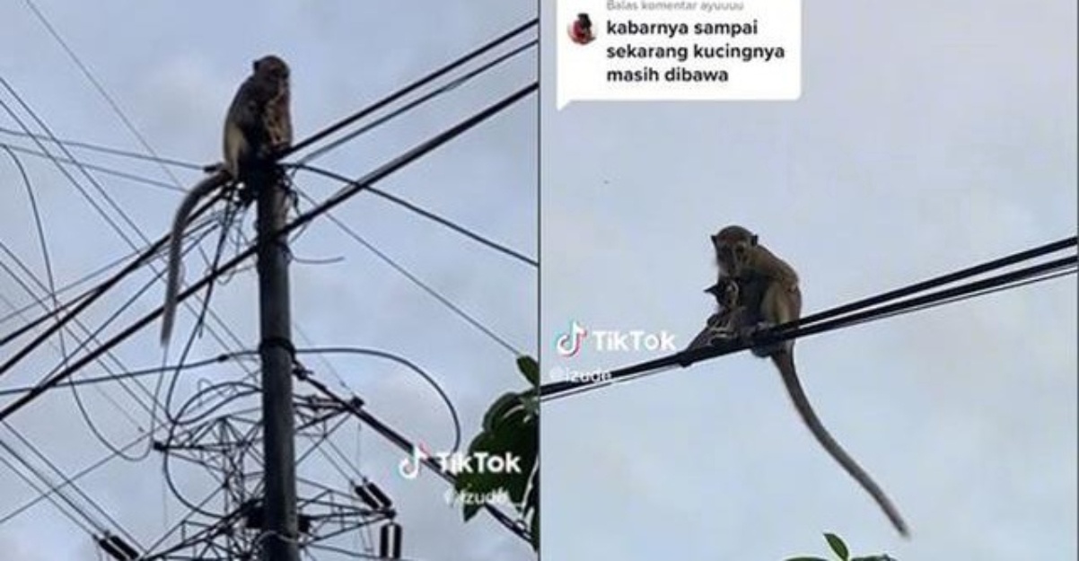 monyet culik kucing