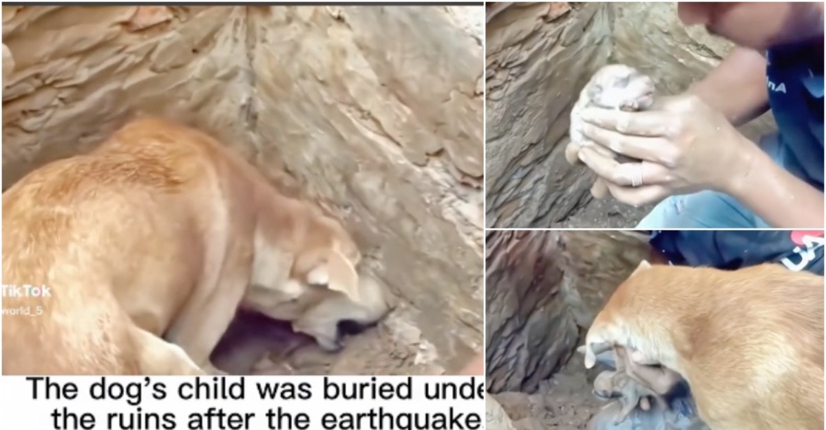 anjing cari anak tertimbus
