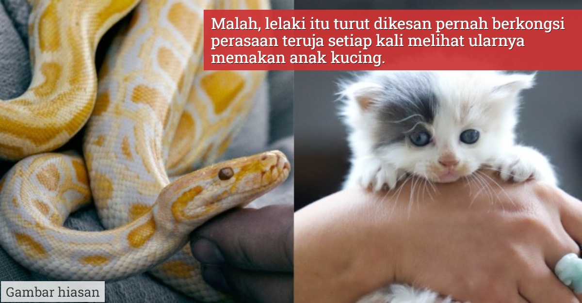 lelaki beri makan anak kucing kepada ular
