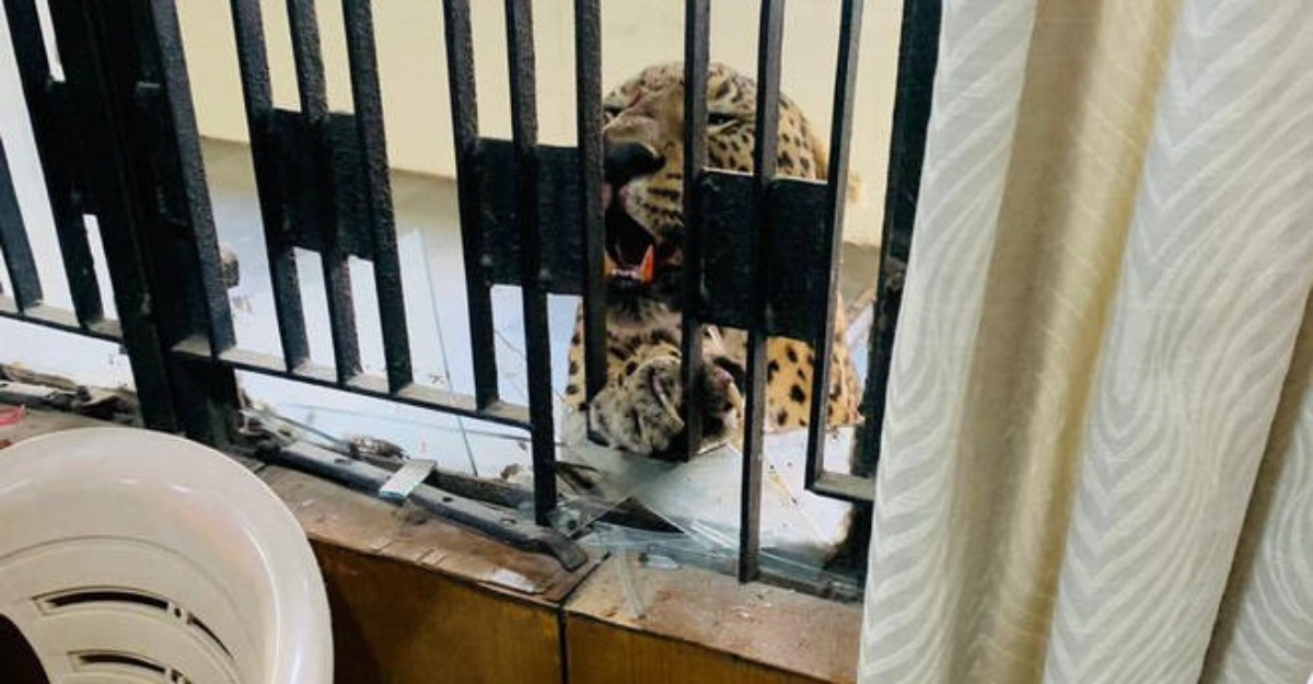 harimau bintang dalam mahkamah