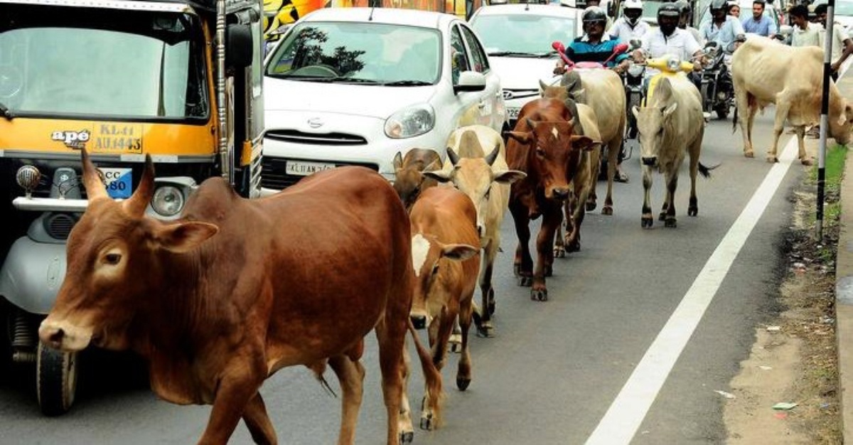 peluk lembu hari kekasih