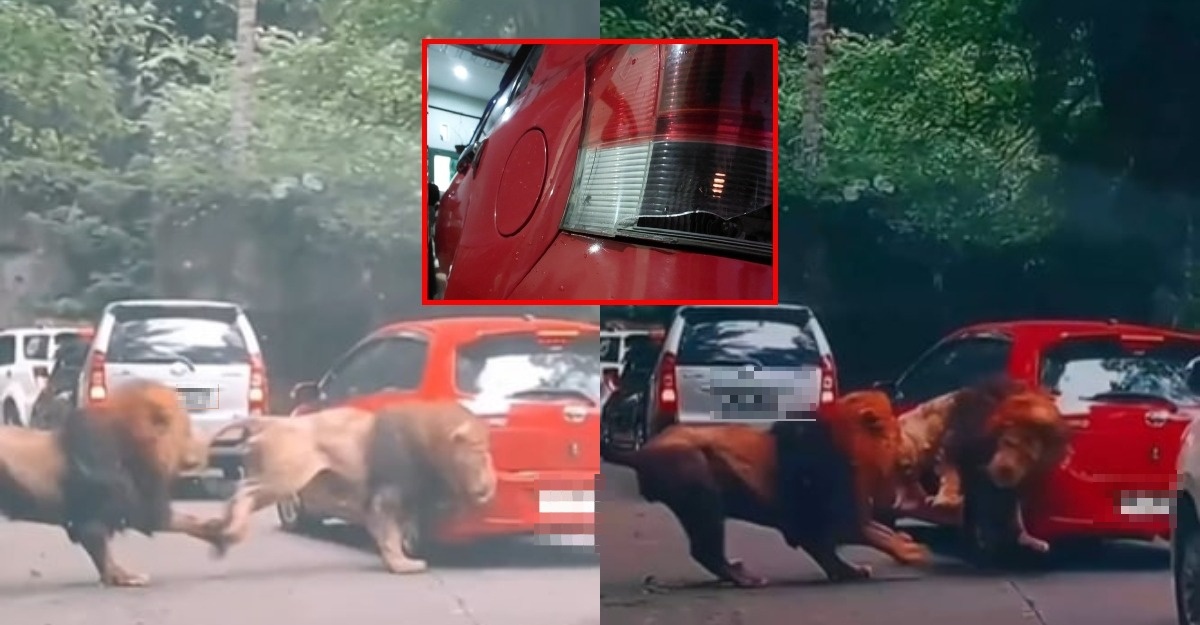 Kereta Rosak Kena Langgar Singa Tengah Gaduh