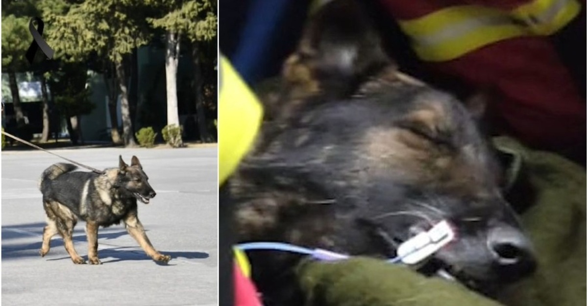 Anjing SAR Mexico
