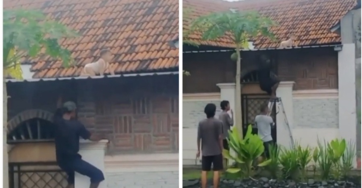bayi merangkak atas atap