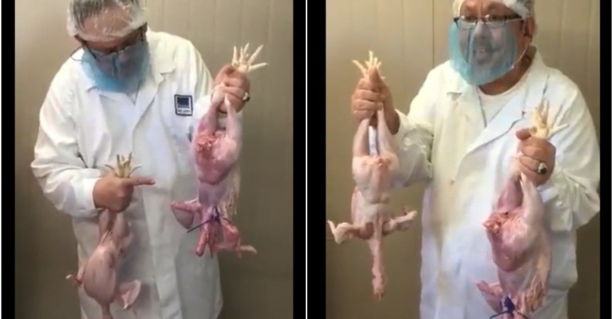 cara beza ayam disembelih
