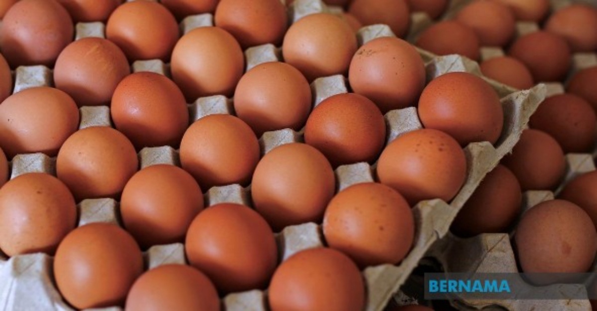 harga telur ayam jepun