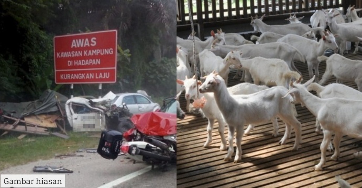 Langgar Haiwan Ternakan Siapa Salah