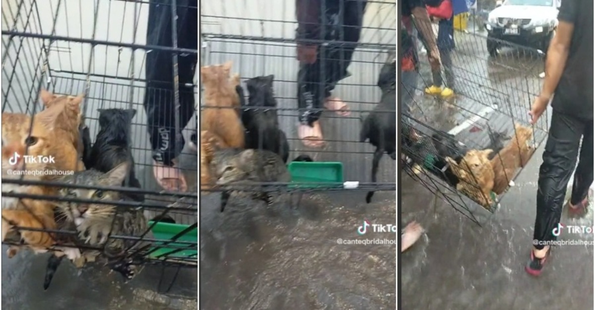 lima ekor kucing diselamatkan