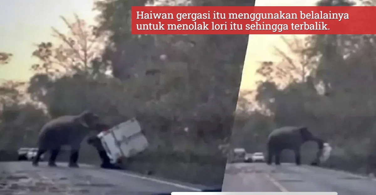 Gajah Liar Tolak Lori Guna Belalai