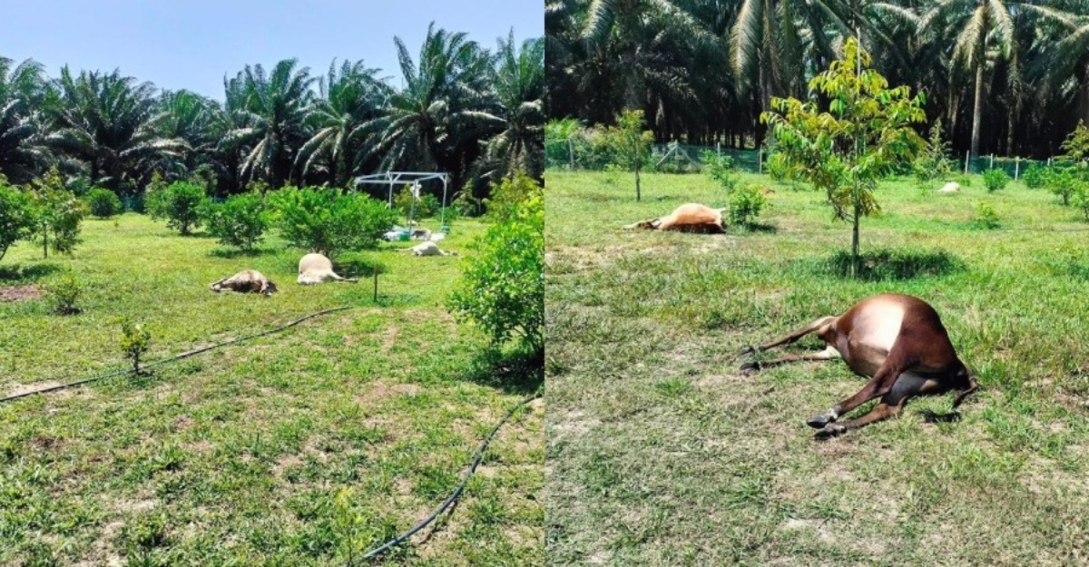 50 lembu mati keracunan
