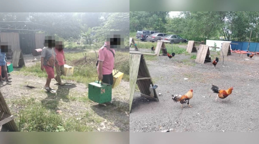judi sabung ayam