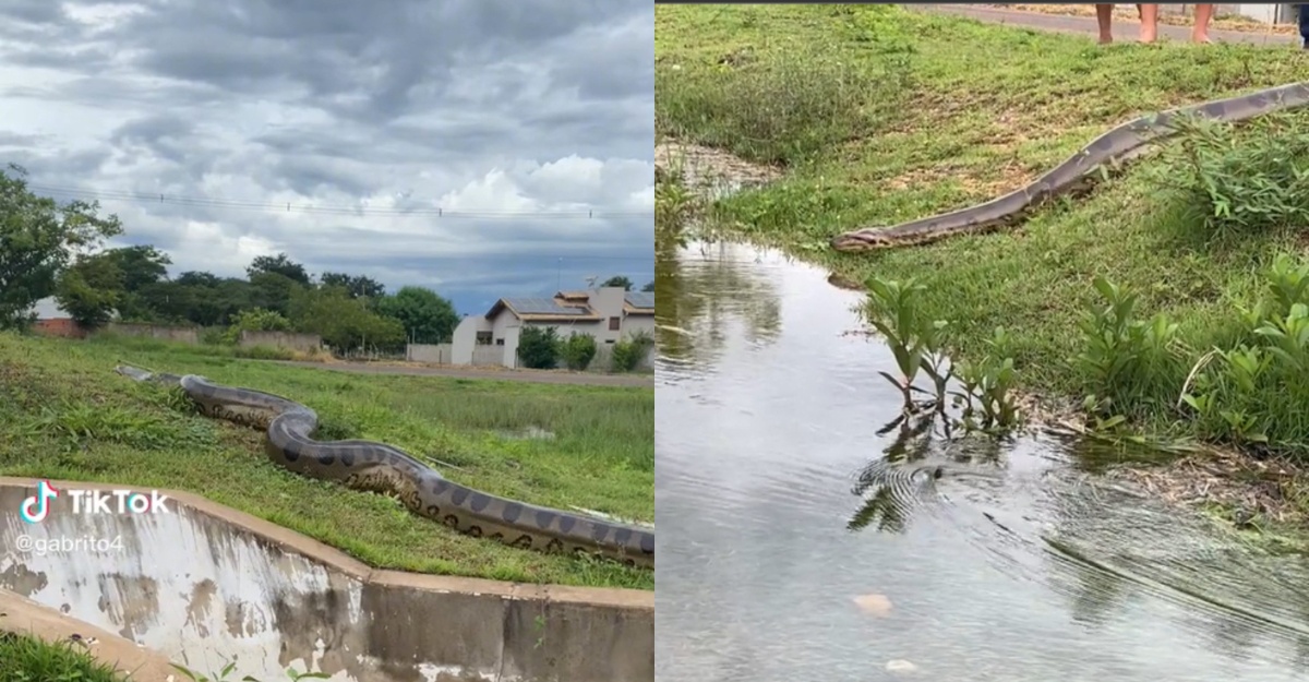 penampakan ular gergasi