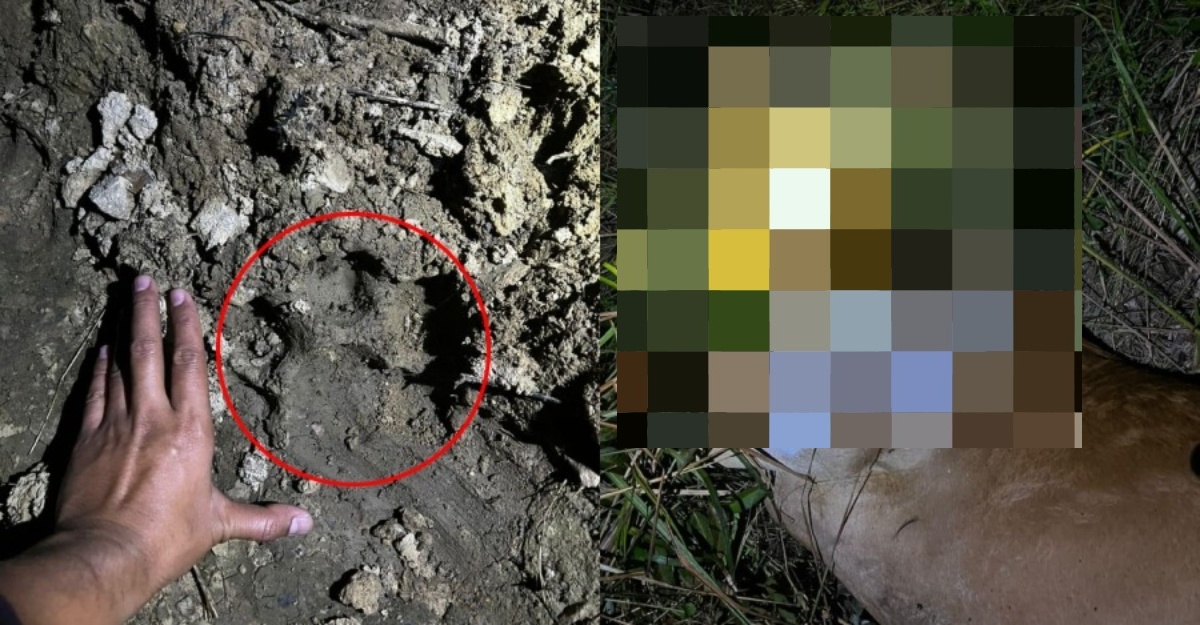 3 lembu dibaham harimau