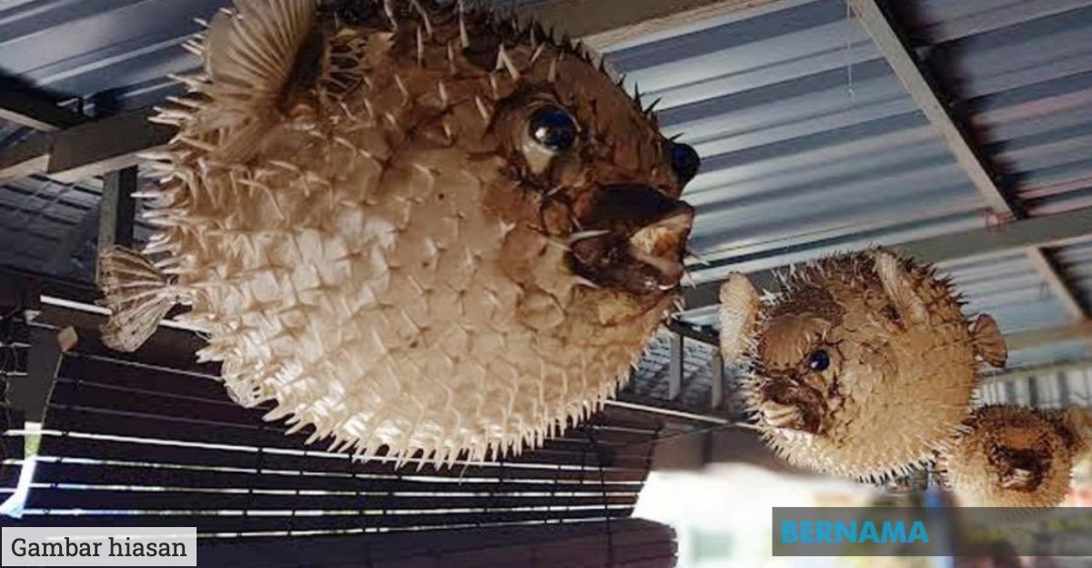 maut makan ikan buntal