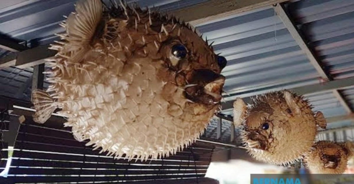 Ikan buntal toksin berbahaya