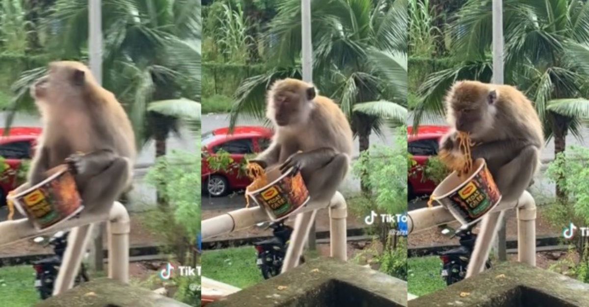 monyet makan maggi pedas giler