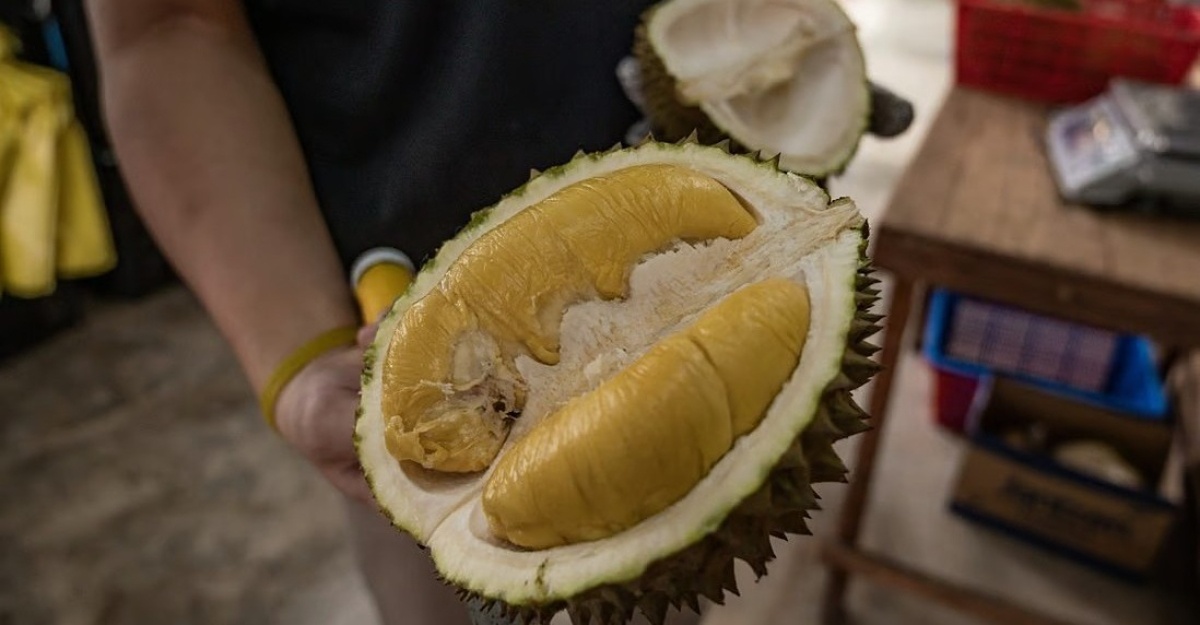 musang king vietnam
