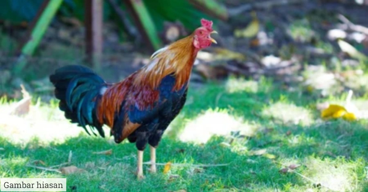 ayam sering berkokok