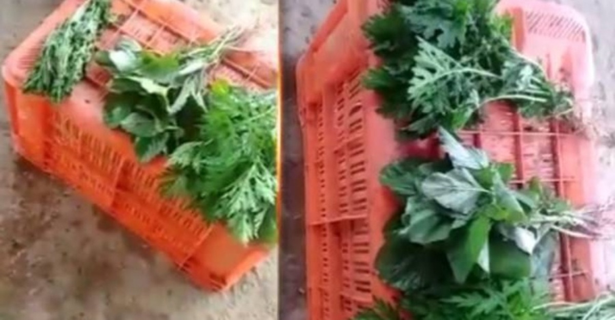 Guna bahan kimia segarkan sayur