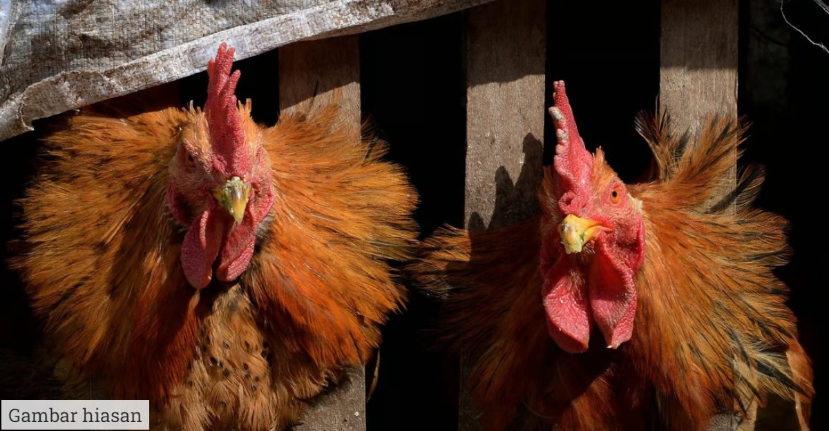 takutkan ayam jiran