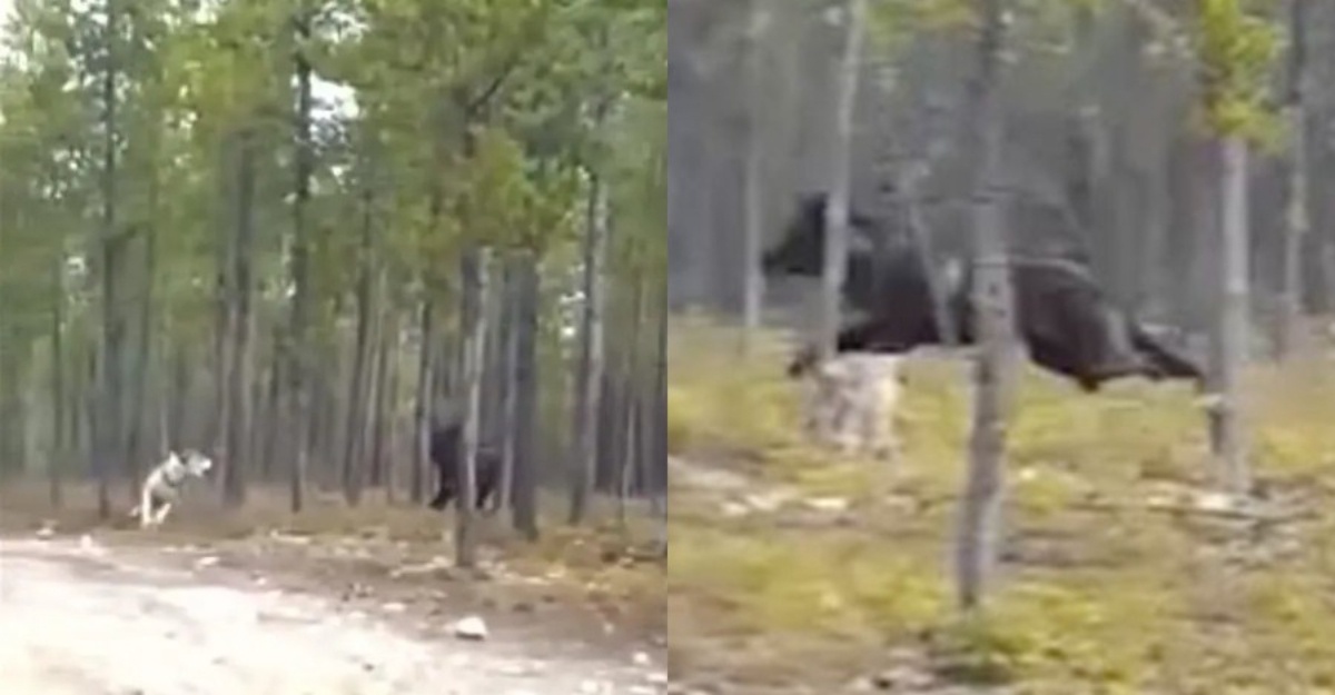 Makhluk misteri