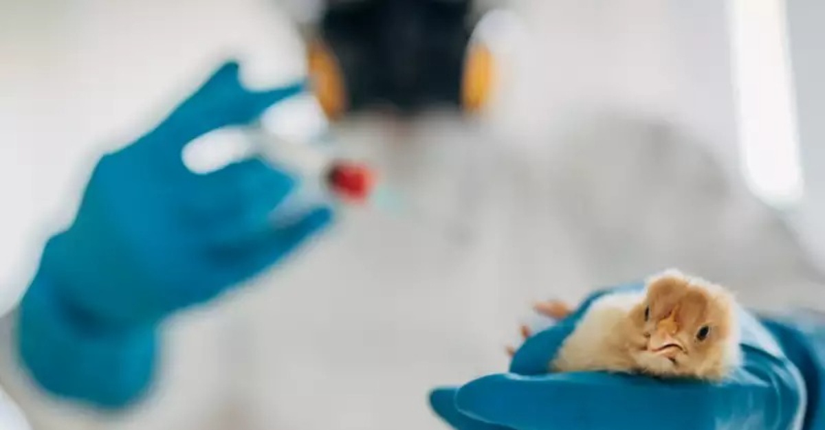 China Kematian Selsema Burung H3N8