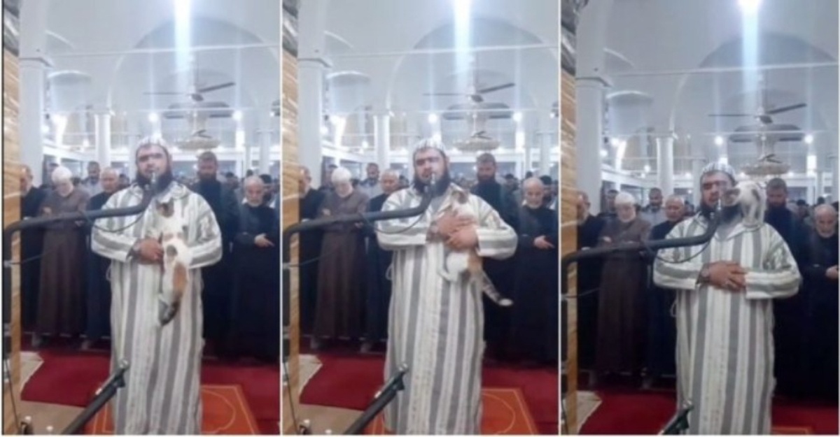 dinaiki kucing ketika solat