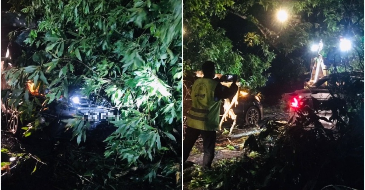 lelaki maut pokok tumbang