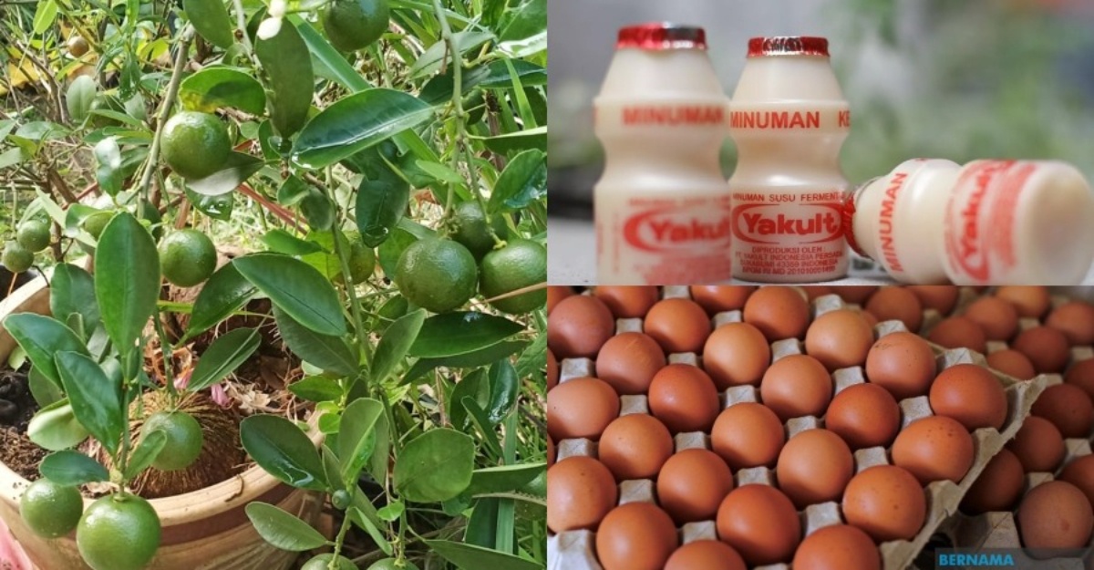 yakult telur tanaman