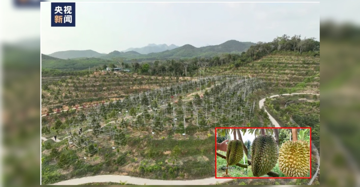 durian china