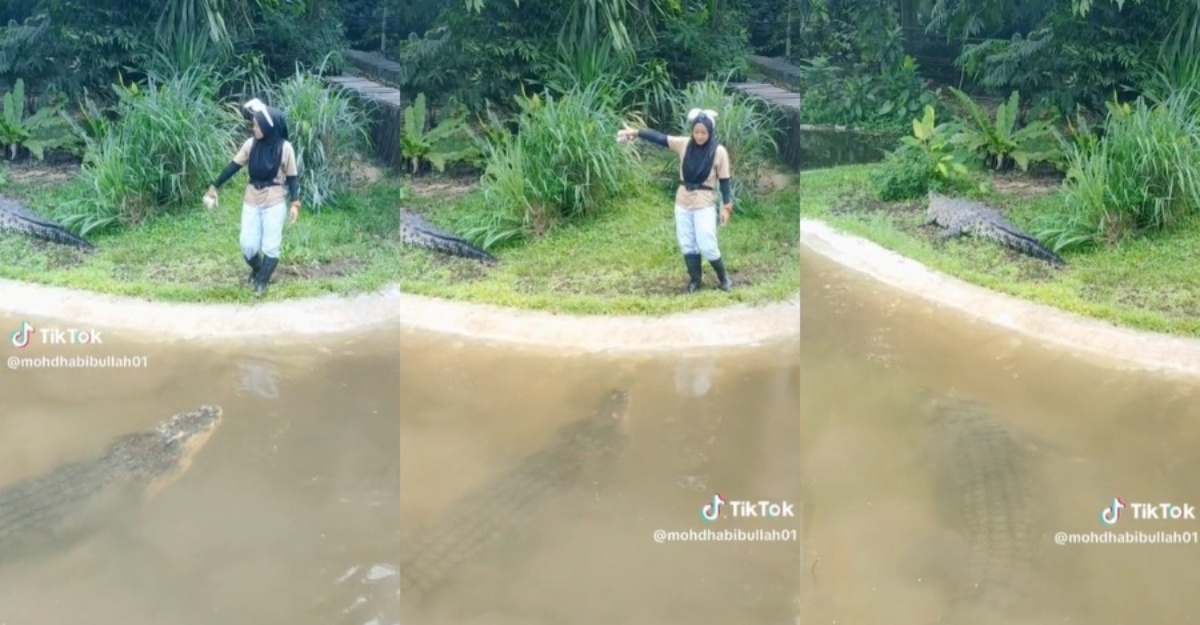 isteri jinakkan buaya