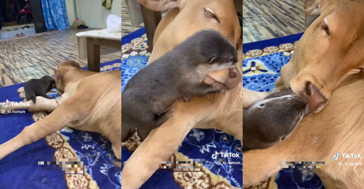 Anak lembu lepak rumah