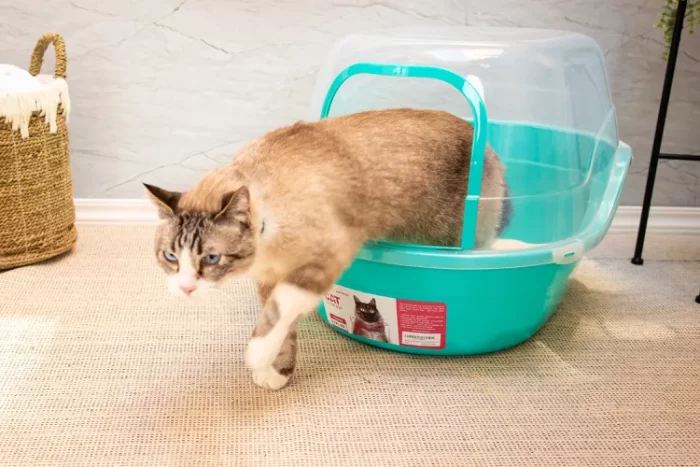 litter box kucing