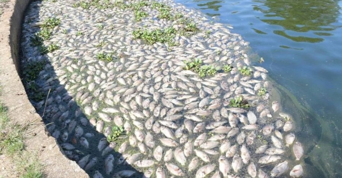 Ikan di tasik UniSZA