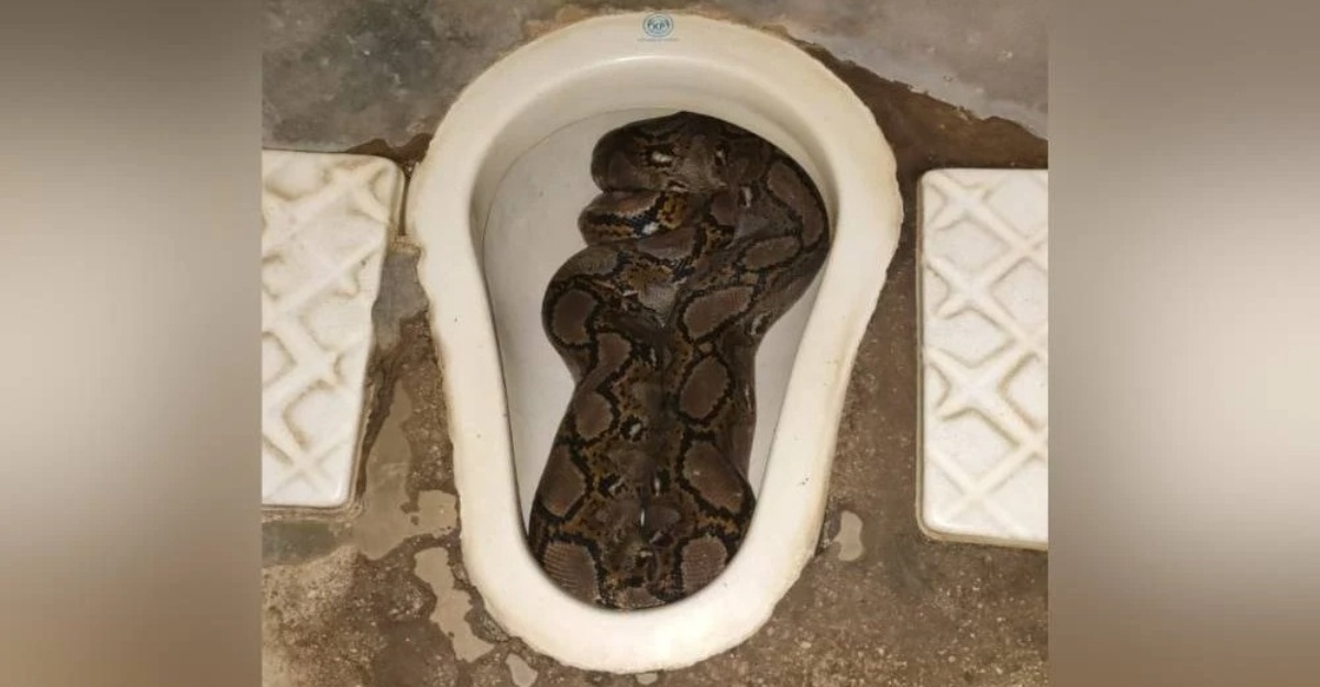 ular sawa mangkuk tandas