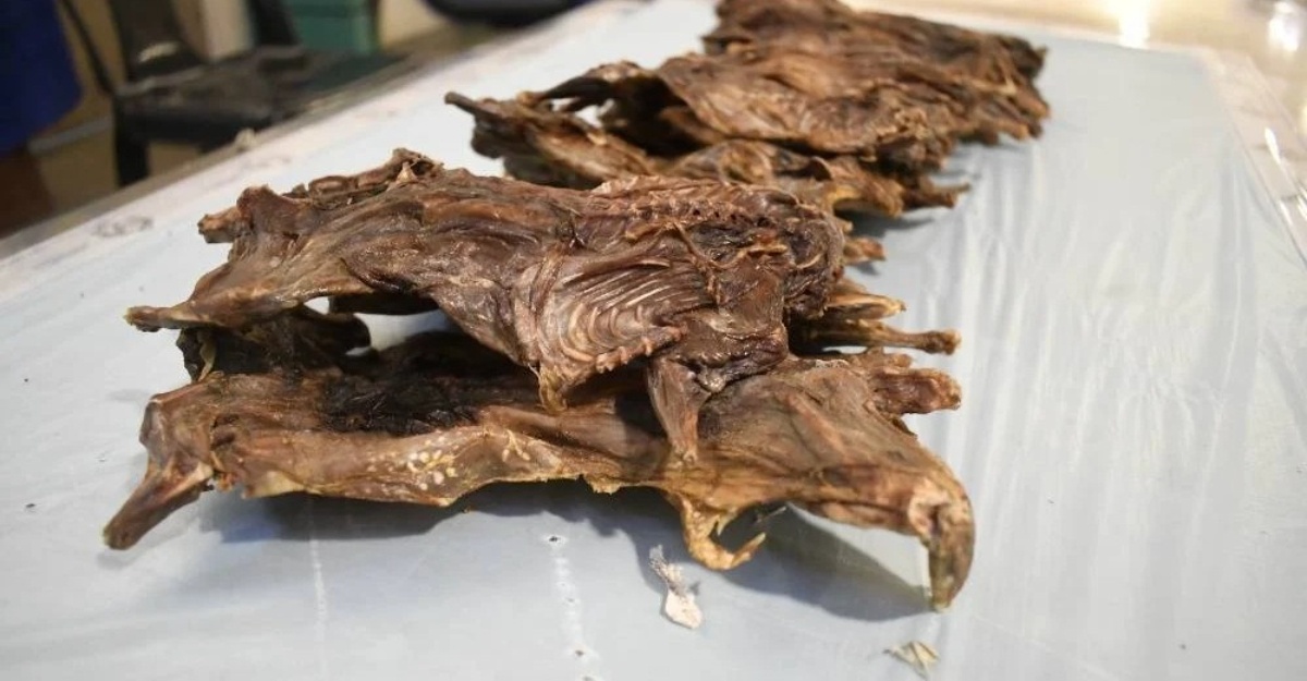 MAQIS Tikus Salai Vietnam