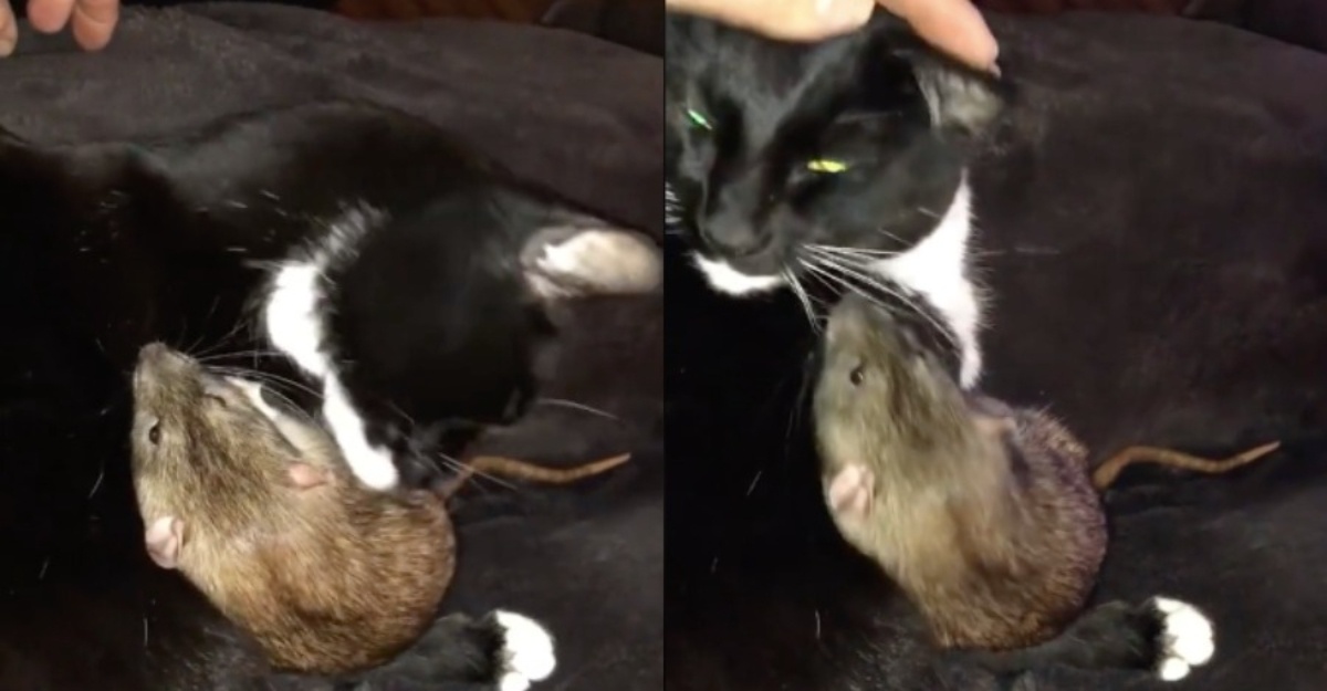 kucing jilat tikus